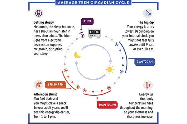 Circadian Rhythms cycle